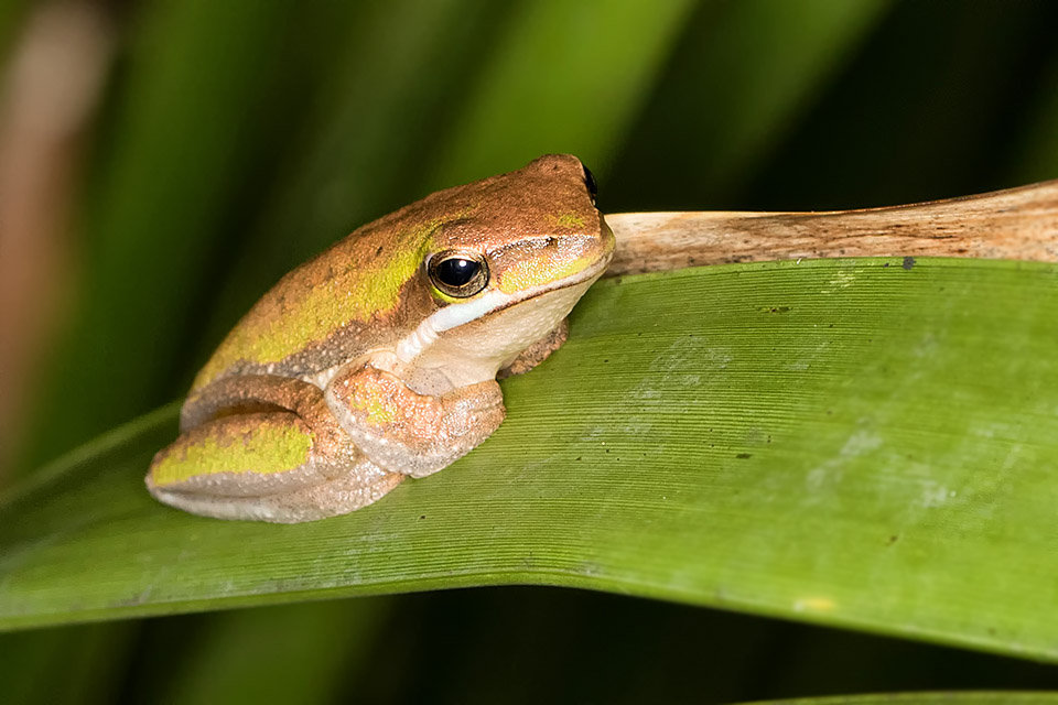 Eastern Dwarf Tree Frog (Litoria fallax)